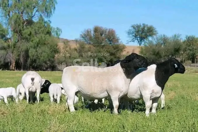 DORPER SHEEP KSH 8,500/=