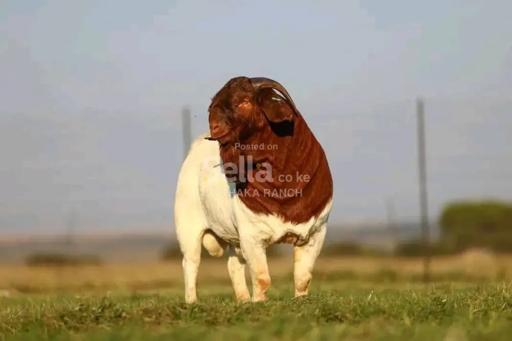 BOER GOATS 