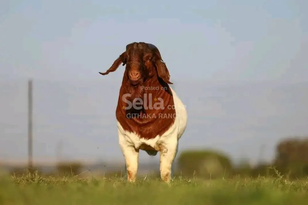 BOER GOAT'S 