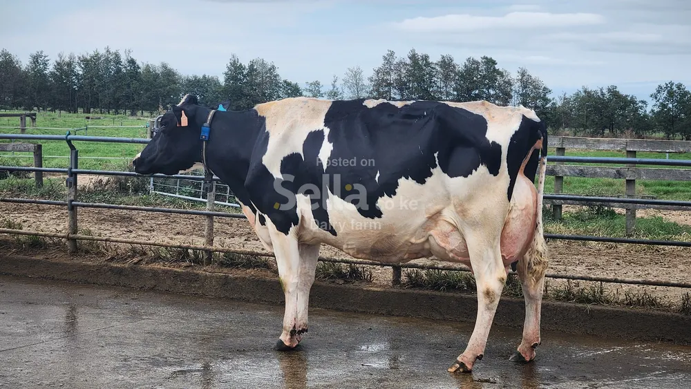 Dairy farming 