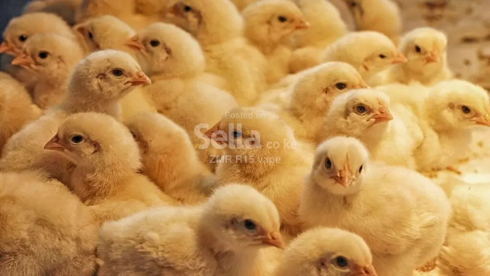 I day old kenchick layers