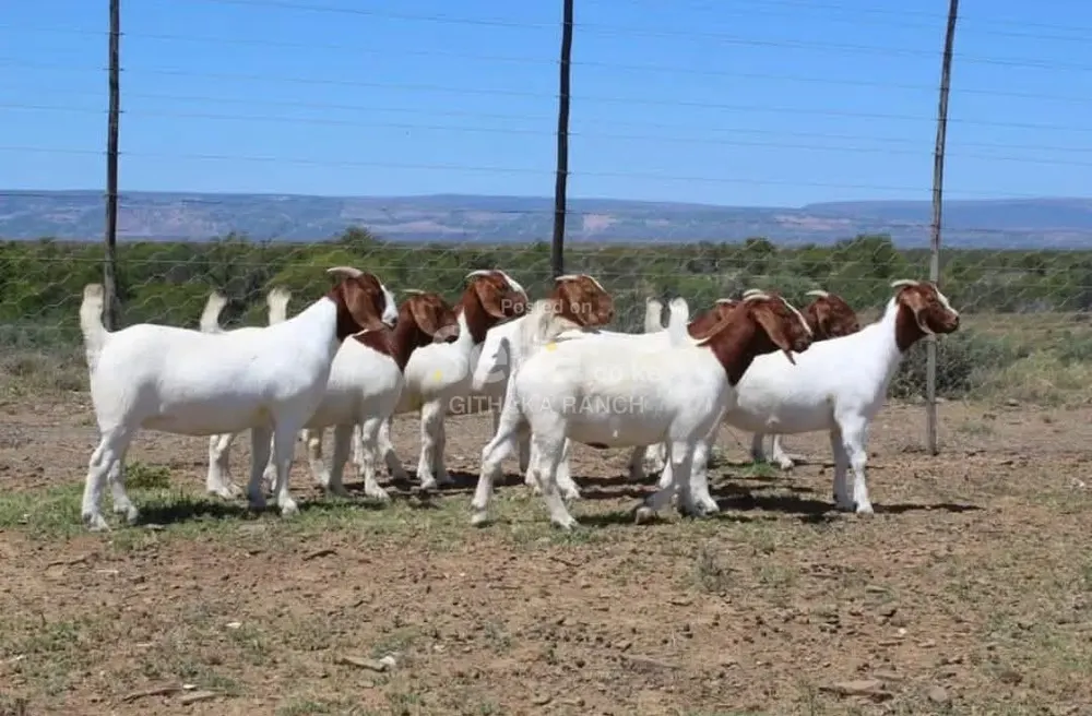 BOER GOAT'S 