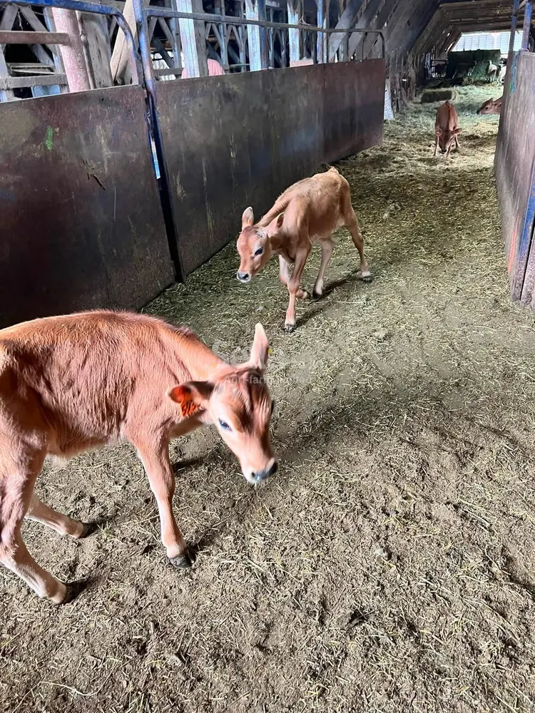 Jersey breeds Calves 