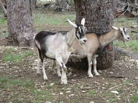 Dairy goats 