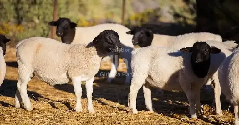 Dorper sheep on sale. Call&whatsapp 0757782377