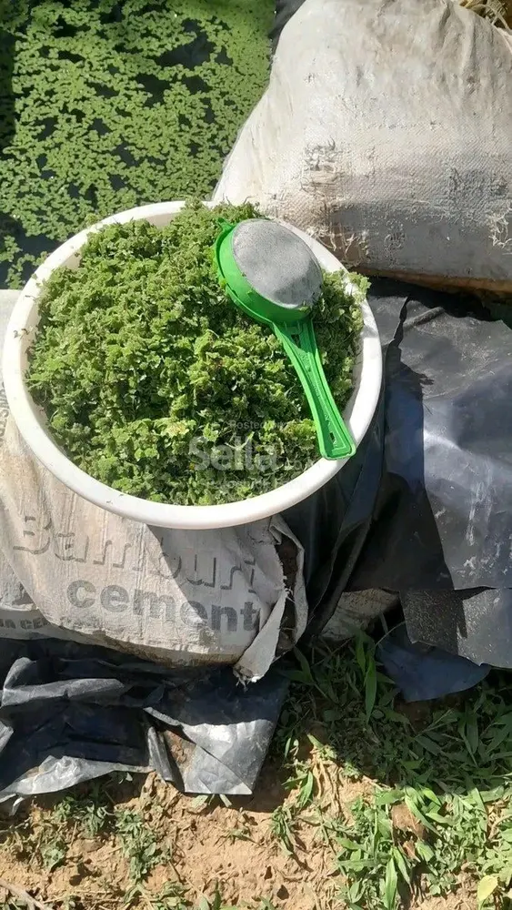 Azolla Seeds 