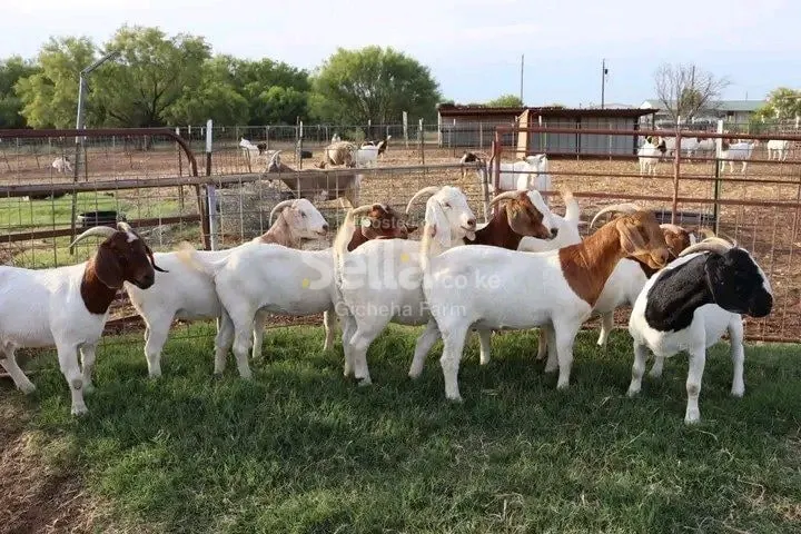 Boer goat's 
