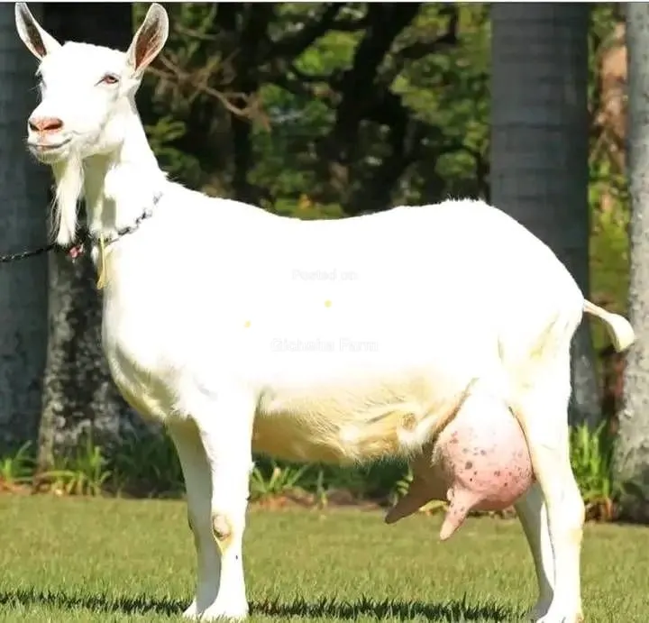 Dairy goats 