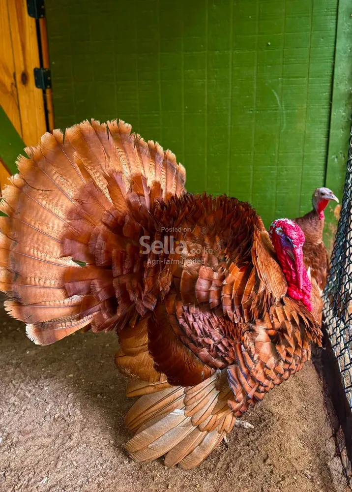 Turkey's 