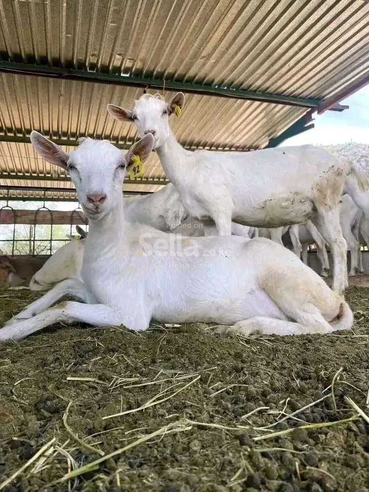 Dairy goats 