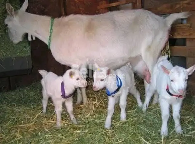 SAANEN DAIRY GOATS 
