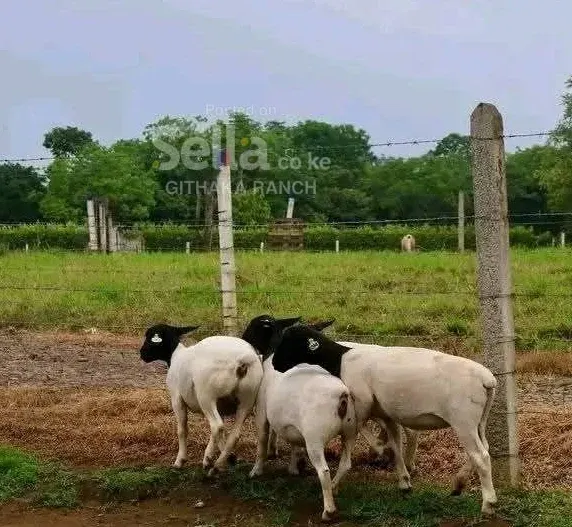 DOPA SHEEP'S