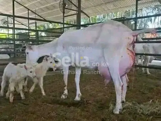 SAANEN DAIRY GOATS 