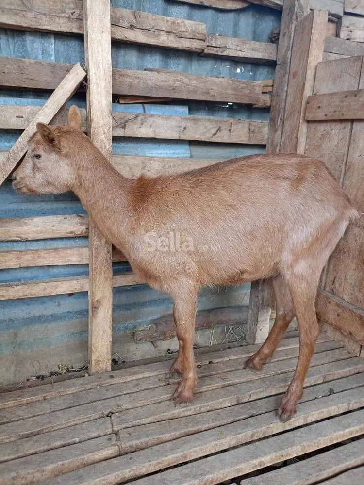  Dairy goats 