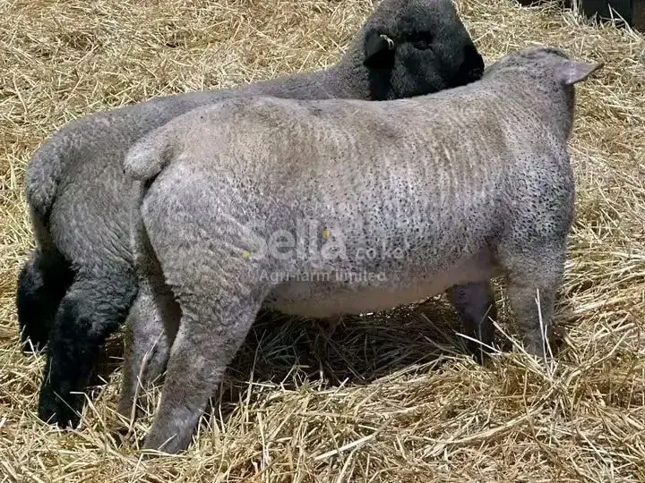 sheeps 
