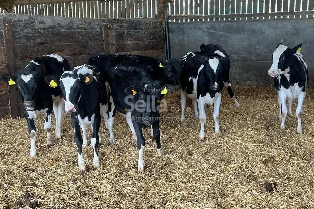 Calves 