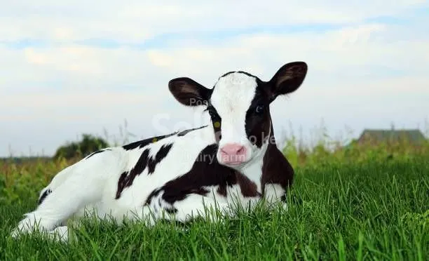 Dairy farming 