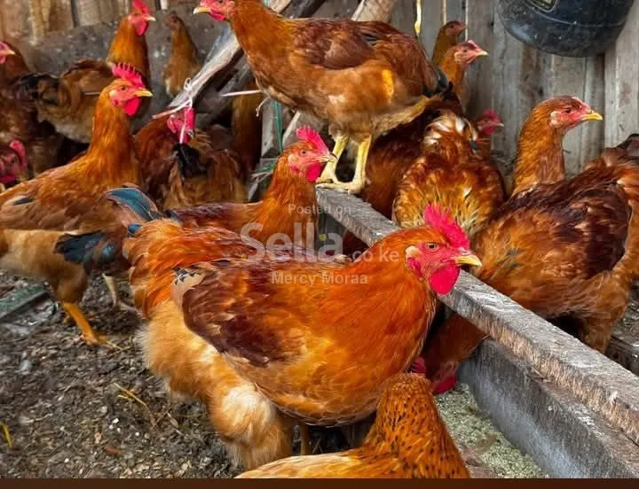 Kalro farm improved kienyeji 