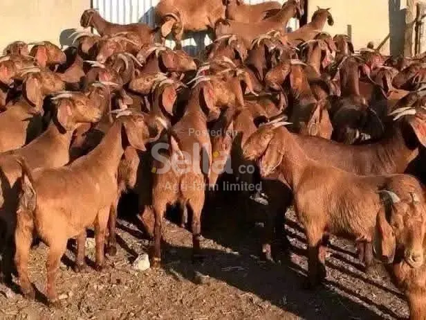 Kalahari goats 