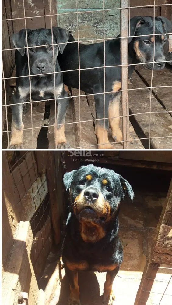 Puppies  availlable