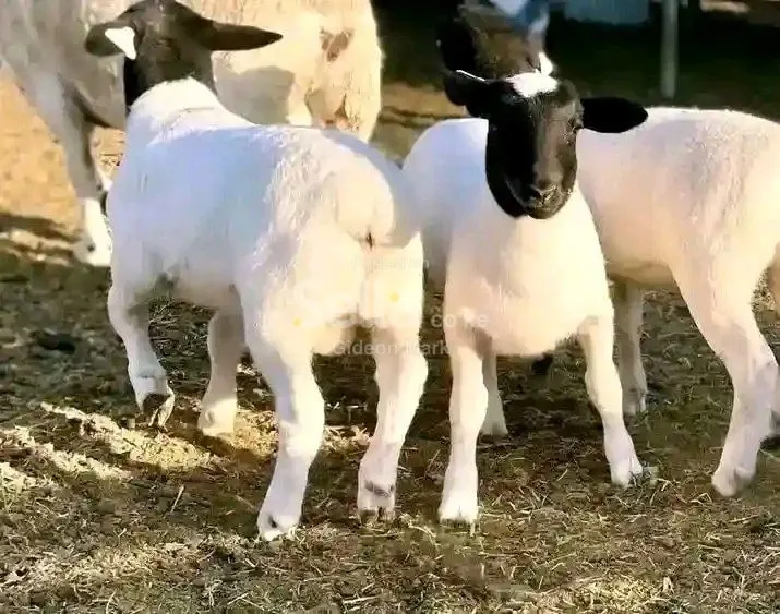 Pure south Africa dooper 