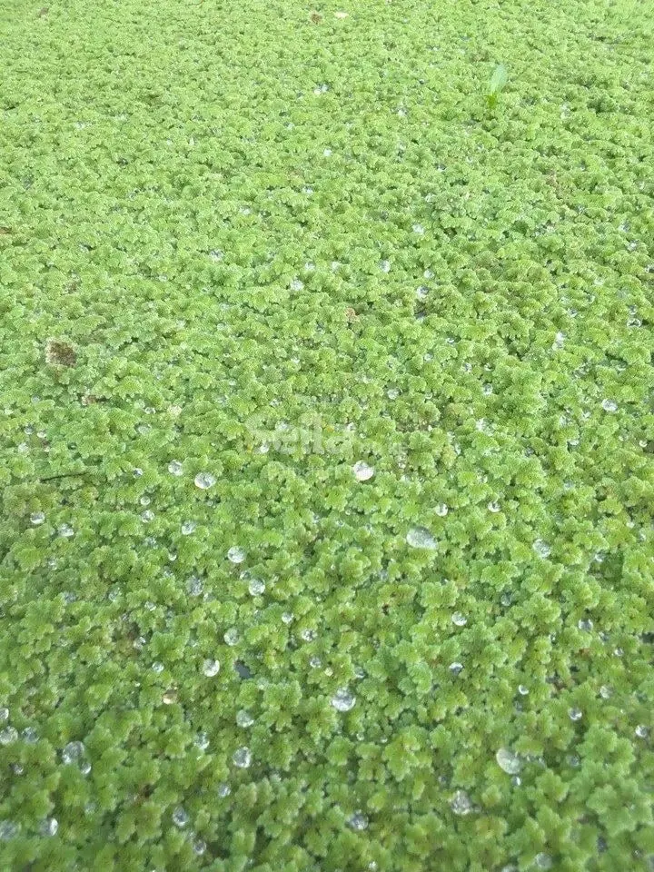 Azolla farming 