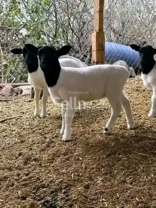 Delamere farm Dorper sheep