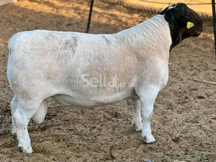 DORPER SHEEP