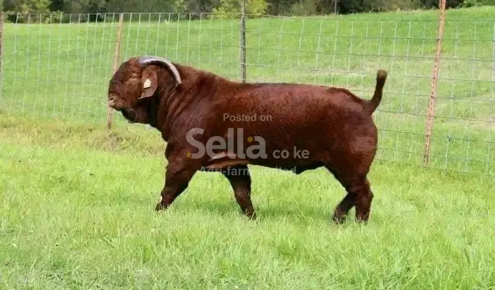 Boer bucks 