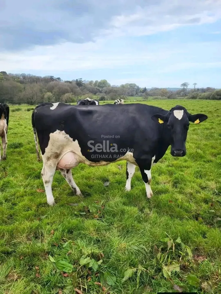 FRESHIAN COW'S