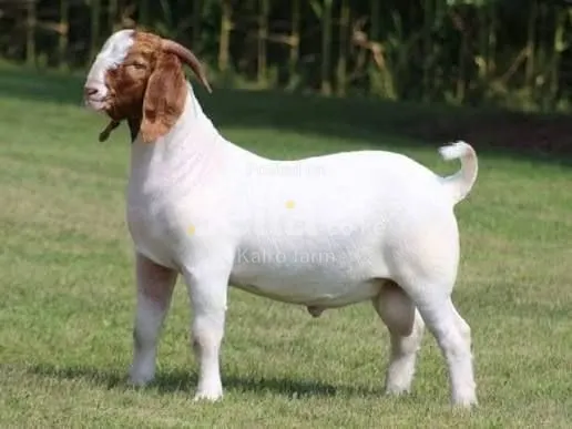 Goer Goats 