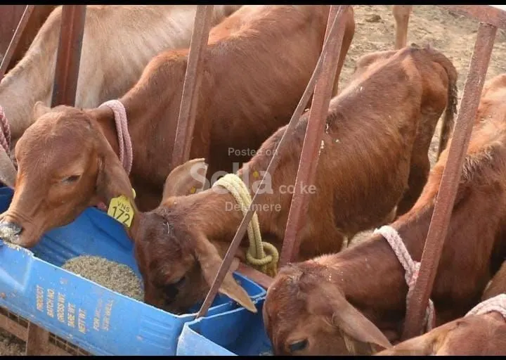 Sahiwal calf