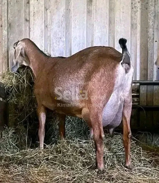Dairy goat 