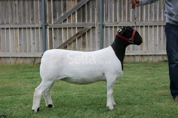 Dorper