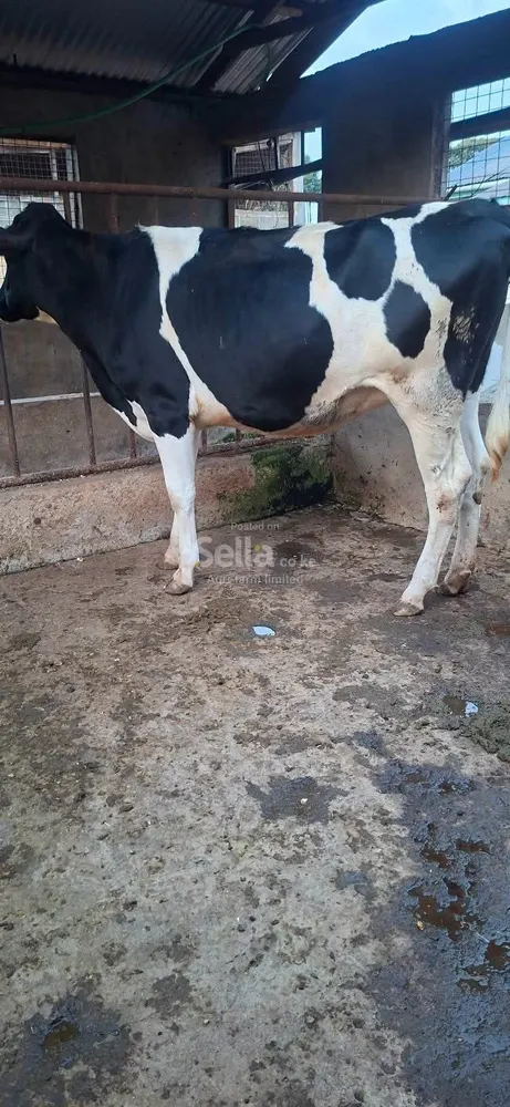 Freshian Holstein heifers 
