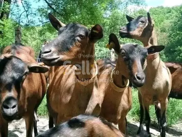 Dairy goats 