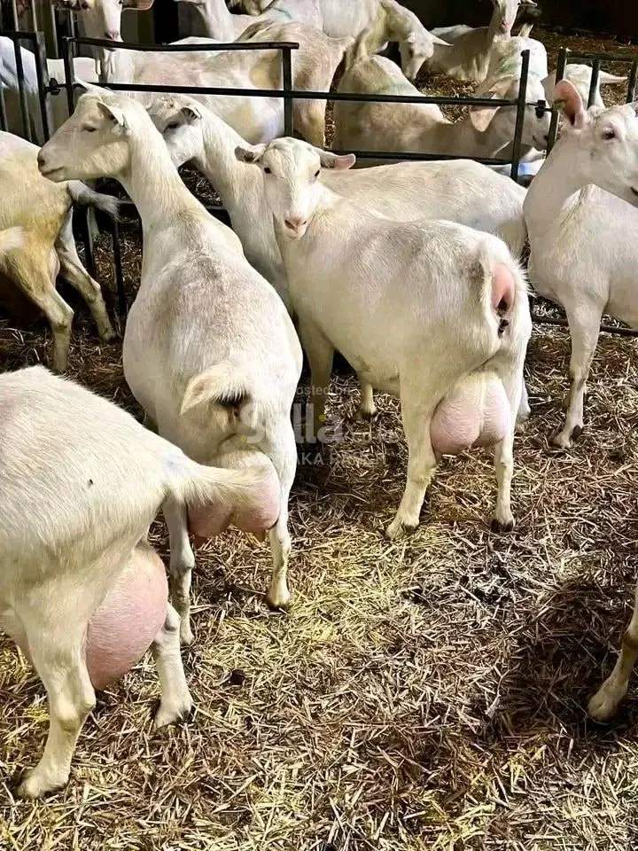 SAANEN DAIRY GOATS 