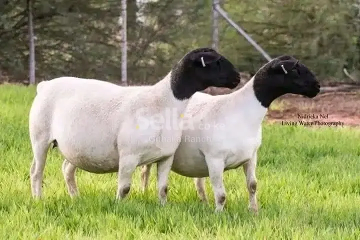 DOPA SHEEP 