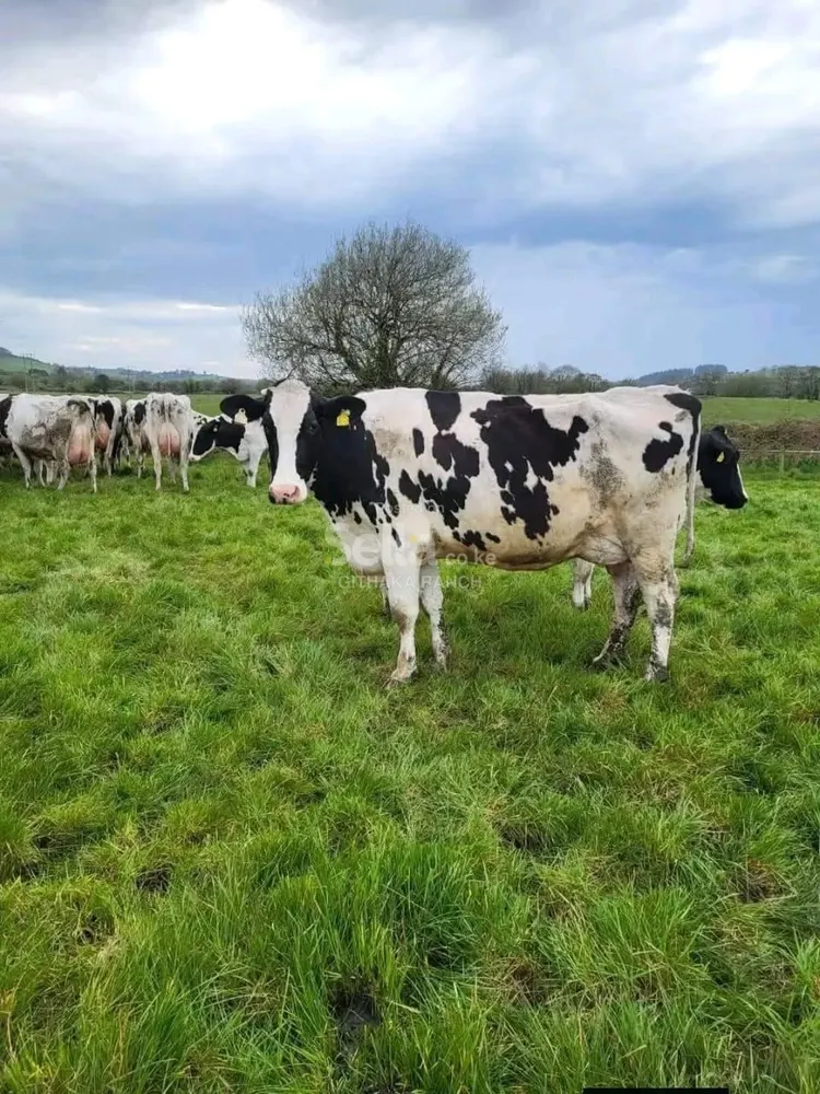 FRESHIAN COW