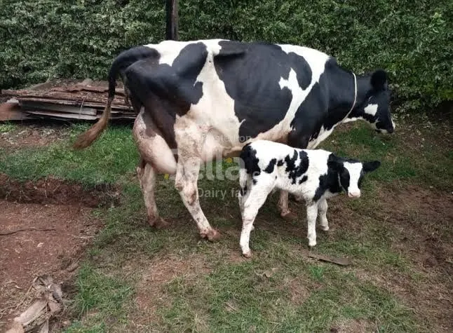 Friesian cow