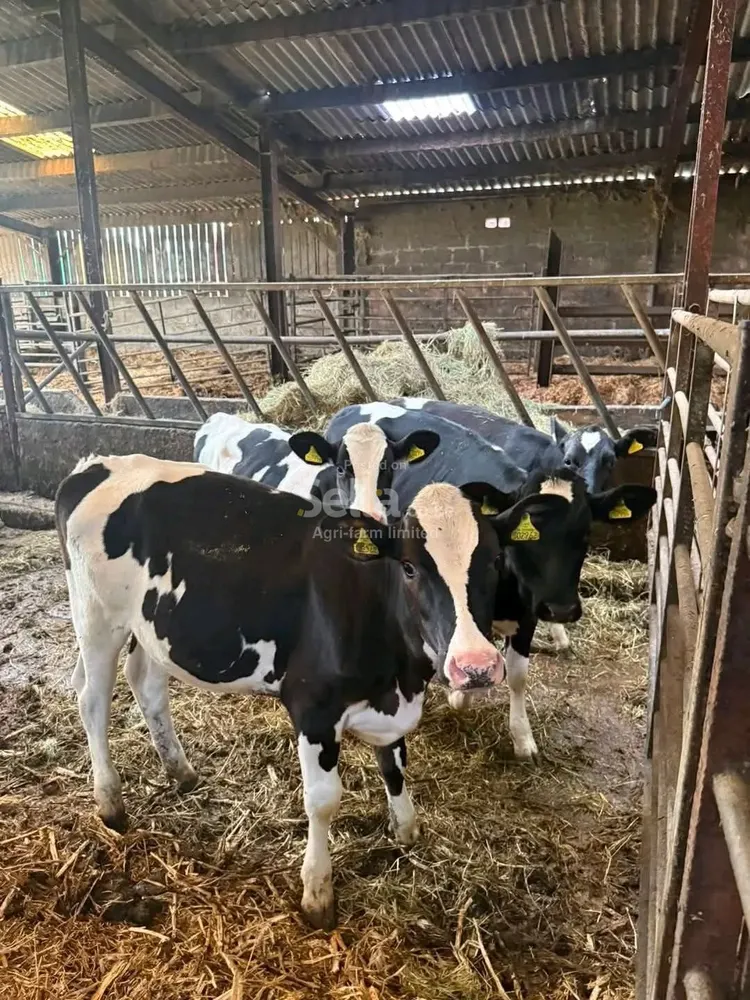 Freshian Holstein heifers 