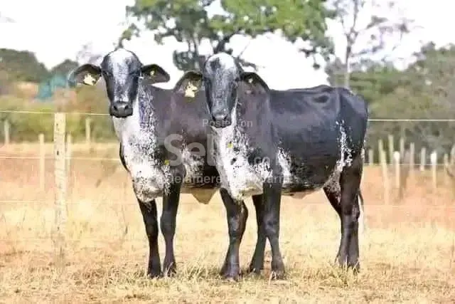 Girolando heifers 