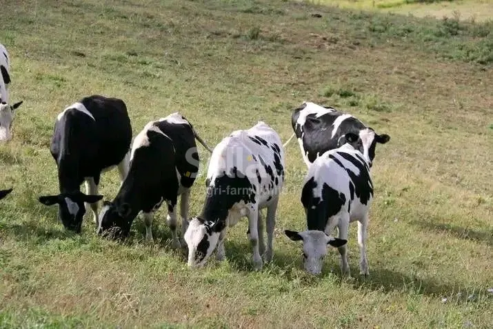 Freshian Holstein 
