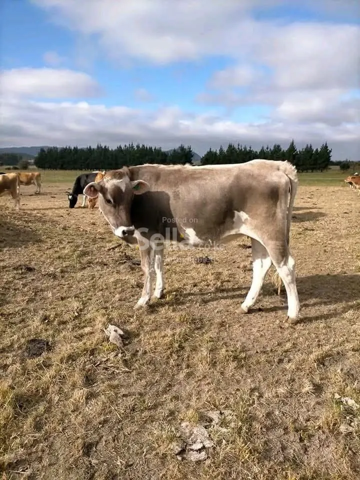 Brown Swiss 