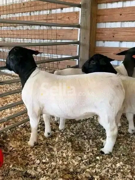 Dorper sheep for sale 0788721960