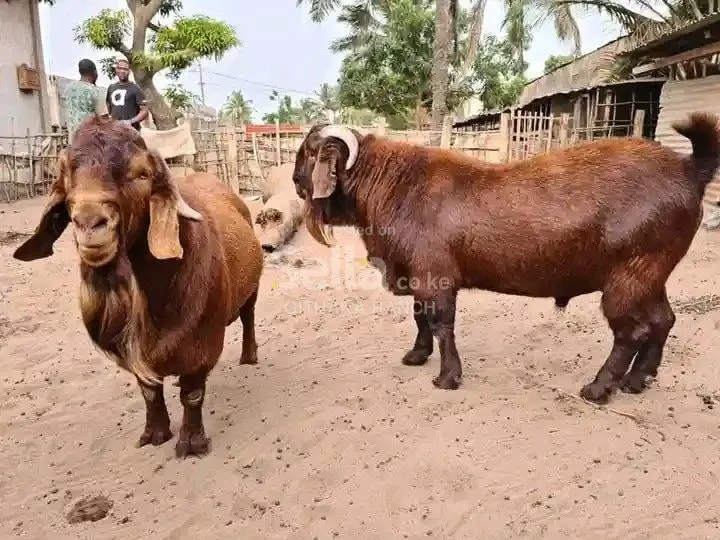 RED KALAHARI GOATS 