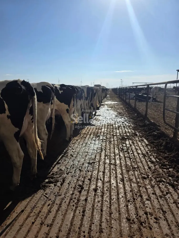 Cows 