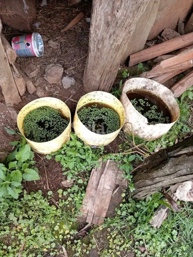 Azolla Seeds 