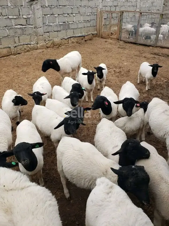 DORPER SHEEPS 