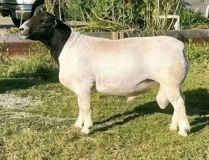 Dopper sheep 